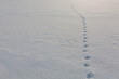 piękna linia śladów pozostawionych w wysokim śniegu przez dzikie zwierze, Lofoty w Norwegii