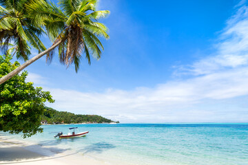 Tropical beach with palm tree and turquoise water, Bora Bora, French Polynesia