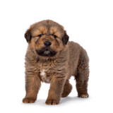 Fototapeta Psy - Adorable baby Tibetan Mastiff dog puppy, standing up side ways. Looking towards camera. Isolated on a white background.