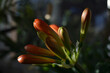 Die frühe Blüte einer Klivie in der Nahaufnahme mit Fokus auf die zentral beleuchtete Blüte die kurz vor der Öffnung steht.