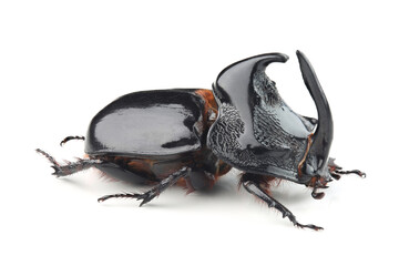 Wall Mural - Rhinoceros beetle (Trichogomphus simson) isolated on white