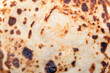 texture of cooked pancake, close-up
