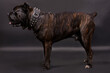 a series of photos of a huge dark dog on a black background, a breed of corso cane
