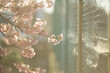 優しい光に包まれた桜の花びら