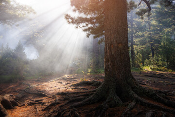 Wall Mural - Atmospheric shot of a morning forest with fog illuminated by the rays of the sun