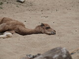 Fototapeta Zwierzęta - Młody śpiący wielbłąd.
