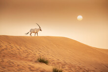Arabian Oryx In The Red Sands Desert Conservation Area Of Dubai, United Arab Emirates