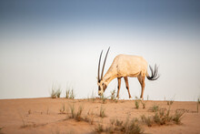 Arabian Oryx In The Red Sands Desert Conservation Area Of Dubai, United Arab Emirates
