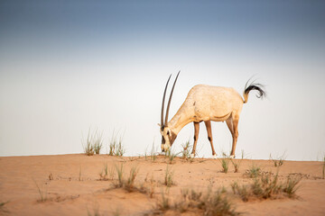  Arabian Oryx in the red sands desert conservation area of Dubai, United Arab Emirates