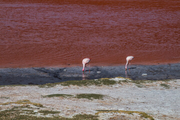 Two flamingos feeding on the shore of the Red Lagoon