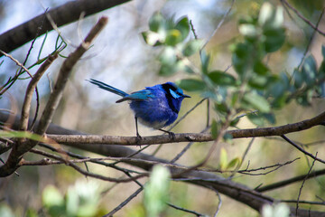 Wall Mural - Splendid Blue Wren Fairy Wrens