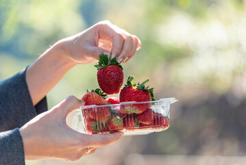 Red fresh strawberry pick up women's hand from strawberry plassic box with green outdoor background