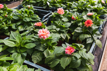 Fotomurales - Potted Dahlia flowers are in a greenhouse