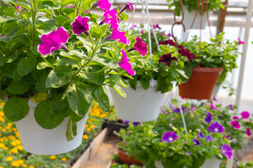 Fotomurales - Flowerpots with colorful petunia flowers