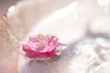 Fototapeta Kwiaty - 水に浮かぶ梅の花