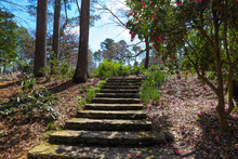 A Wide Stone Staircase Up A Hill Surrounded By Trees With Pink Flowers And Lush Green Plants And Trees And Bare Winter Trees With Blue Sky And Clouds At Smith-Gilbert Gardens In Kennesaw Georgia USA