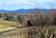 Vineyard Landscape With Mountains In The Background At North Georgia, Wine Country.
