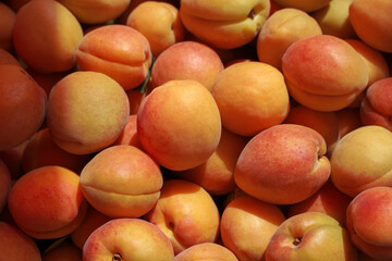 Wall Mural - delicious apricots on the market. background, food texture, new harvest.