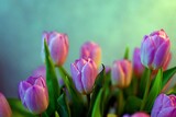 Fototapeta Tulipany - Piękny bukiet wiosennych tulipanów w różowym kolorze