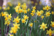 Pretty Narcissus jonquil in flower.