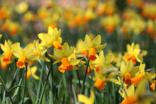 Pretty Narcissus Daffodils  ÔJetfireÕ In Flower.