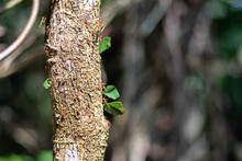 Leaf Cutter Ants On A Tree In The Amazon Jungle