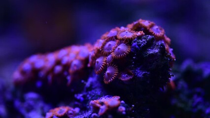 Wall Mural - Close up 4k video of pretty nice anemones in sea coral reef aquarium, macro nature, animals and sea life