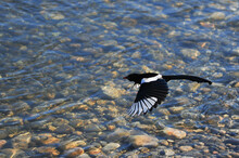 Black And White Magpie Taking Flight At Rivers Edge In Summer