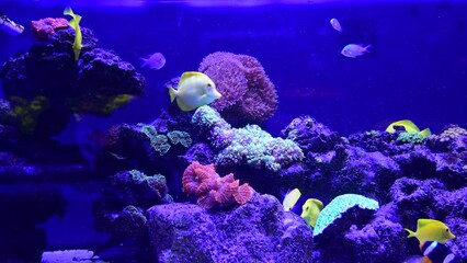 Wall Mural - Coral reef aquarium fish anemones close up sea ocean water 4k video