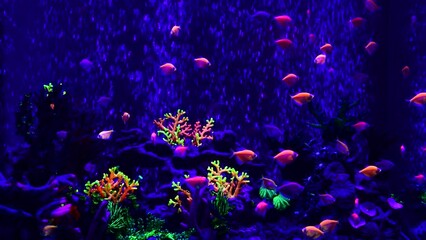 Wall Mural - Nice neon glowfish in freshwater tank nature water color painted aquarium 4k video