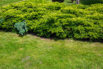 Wall Mural - evergreen thuja bushes growth on grass turf lawn, landscape design with copy space on spring sunny day botany theme, nobody.