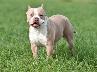 Wall Mural - a muscular american bully dog