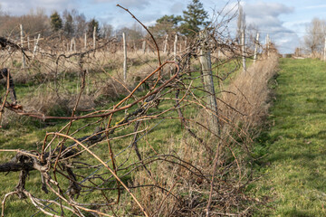 Sticker - English vineyard with vines awaiting to be pruned