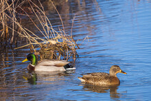 Mallard Drake And Hen Duck On The Water