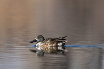 northern shoveler swimming on a pond