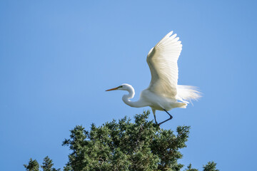 Great Egret on tree against a blue sky with wings spread.