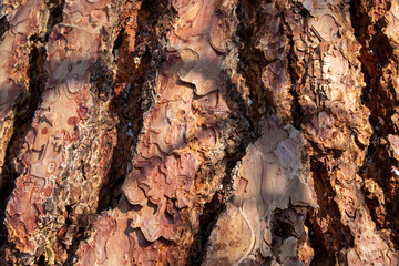 bark of a tree