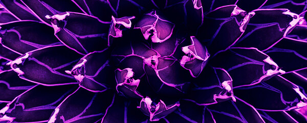 purple agave leaves background, glow in the dark toned process