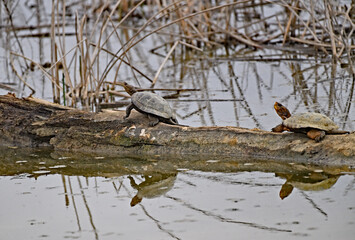 Wall Mural - Western Pond Turtle aka Actinemys marmorata