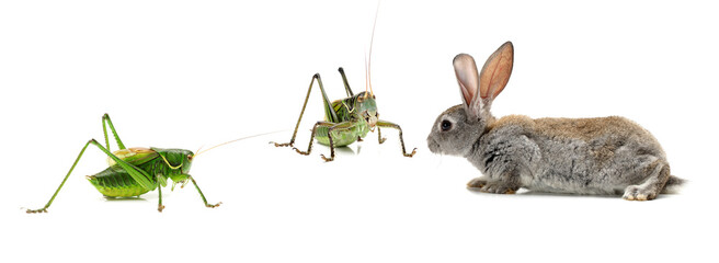 Wall Mural - Green grasshopper and grey rabbit  on white background