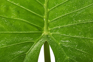 Wall Mural - Green leaf on white background