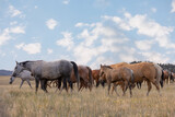 Fototapeta Sawanna - Quarter Horse Mares and Foals