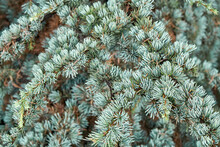 Branches Of Cedrus Atlantica Glauca With Short Needles In Wild Forest Closeup. Wonderful Floral Representant. Rare Coniferous Tree Cultivation