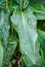 Large Canna Leaves Growing On High Plant Stems In Public Garden During Watering. Raindrops On Lush Green Leaves In Park Closeup