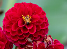 An African Honeybee Pollinates A Red Dahlia 
