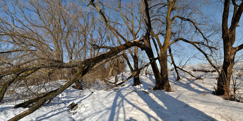 Poster - Spring walk through the forest, beautiful panorama.