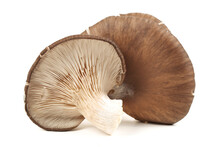 Oyster Mushroom On White Background