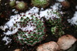 Sempervivum calcareum EXTRA Rojnik wapienny Extra succulent