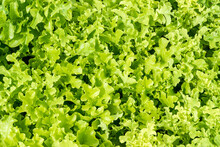 Background Of Young Juicy Shoots Of Lettuce Growing In A Continuous Carpet Under The Rays Of The Sun, Selective Focus