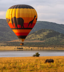 White rhino seen in the tall grass below a colorful hot air balloon.